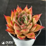 Echeveria Mrs. Pan - Image 2