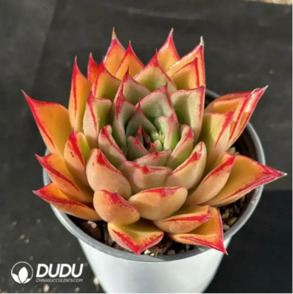 Echeveria Mrs. Pan - Image 2