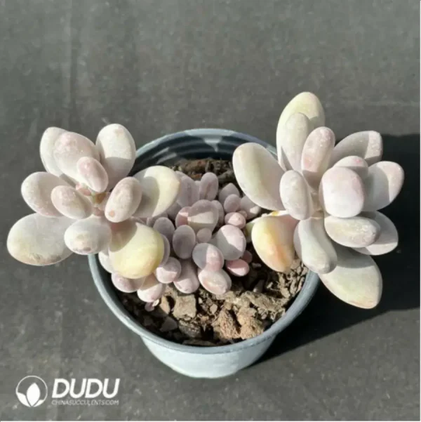 1756115272-1-2333.webp Pachyphytum beaver beauty clustering - Image 1