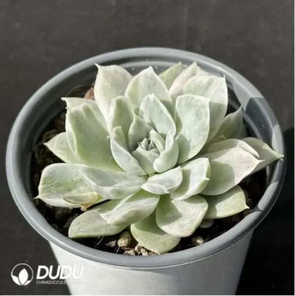Echeveria Simpson variegated - Image 2