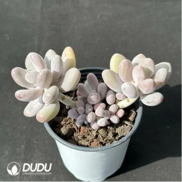 1756115273-2-1498.webp Pachyphytum beaver beauty clustering - Image 2