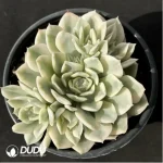 Echeveria moon river variegated clustering