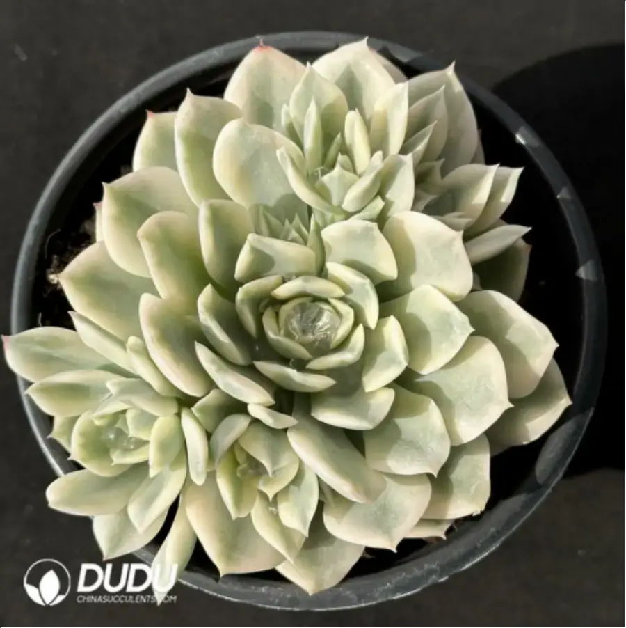 1756115274-1-2332.webp Echeveria moon river variegated clustering - Image 1