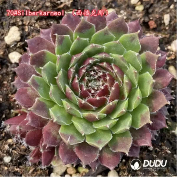 Sempervivum Silberkarneol - Image 1