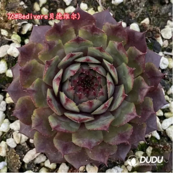 Sempervivum Bedivere - Image 1