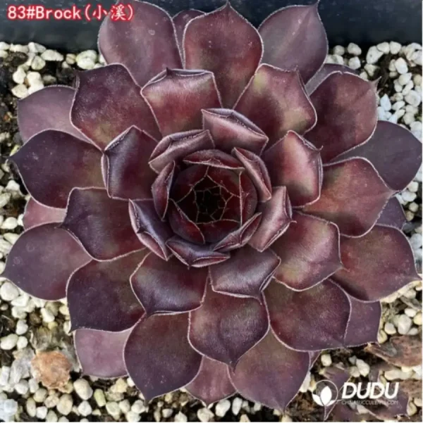 Sempervivum Brock - Image 1
