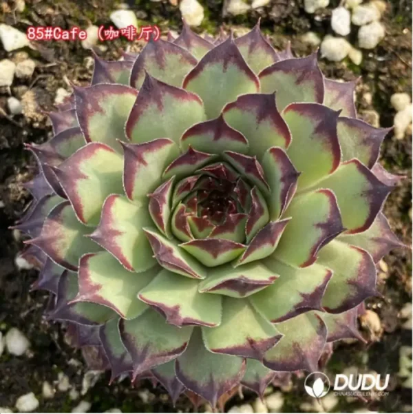 Sempervivum Cafe - Image 1