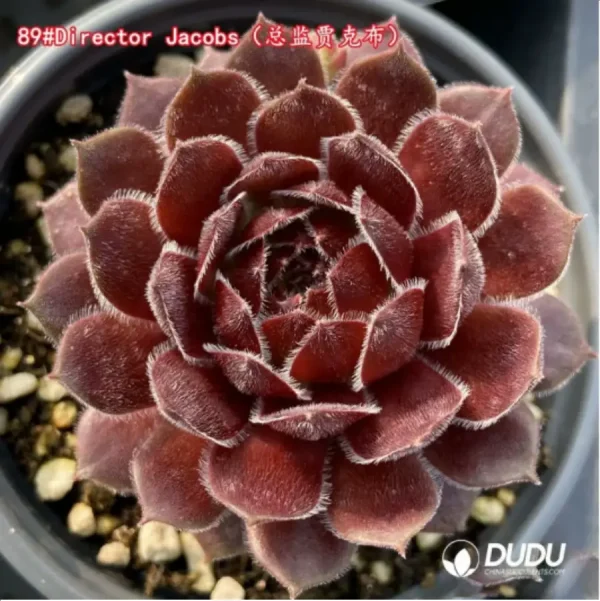 Sempervivum Director Jacobs - Image 1