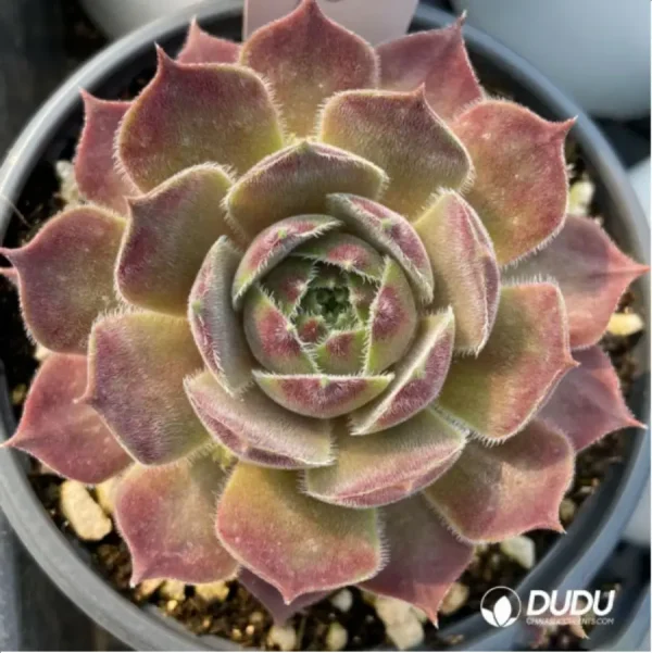 Sempervivum Downland Queen - Image 1