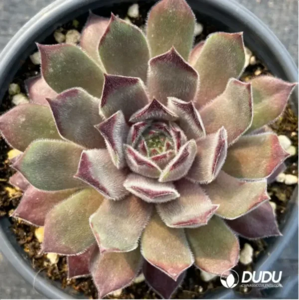 Sempervivum Anka - Image 1