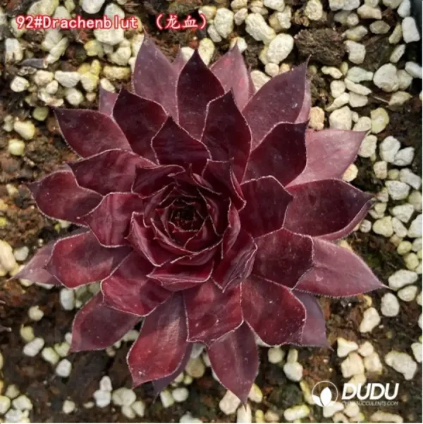 Sempervivum Drachenblut - Image 1