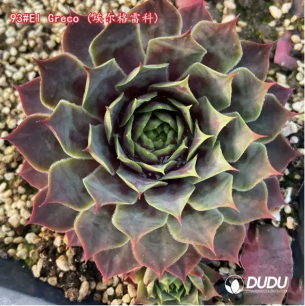 Sempervivum El Greco - Image 1