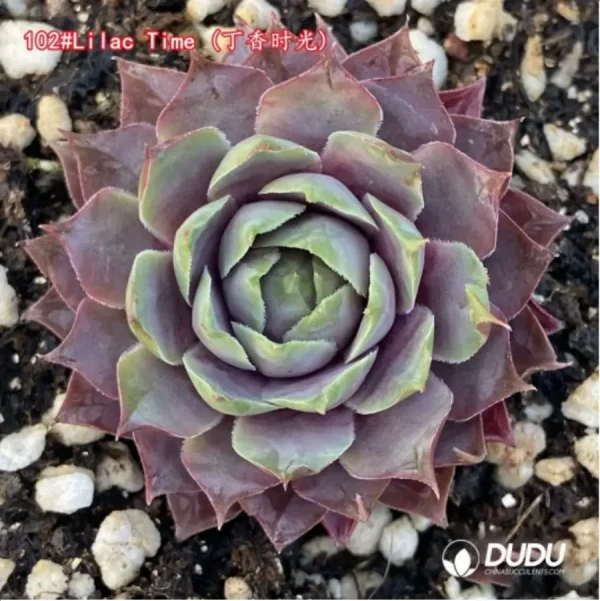 Sempervivum Lilac Time - Image 1