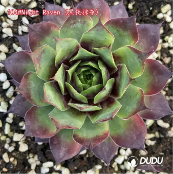 Sempervivum Night Raven - Image 1