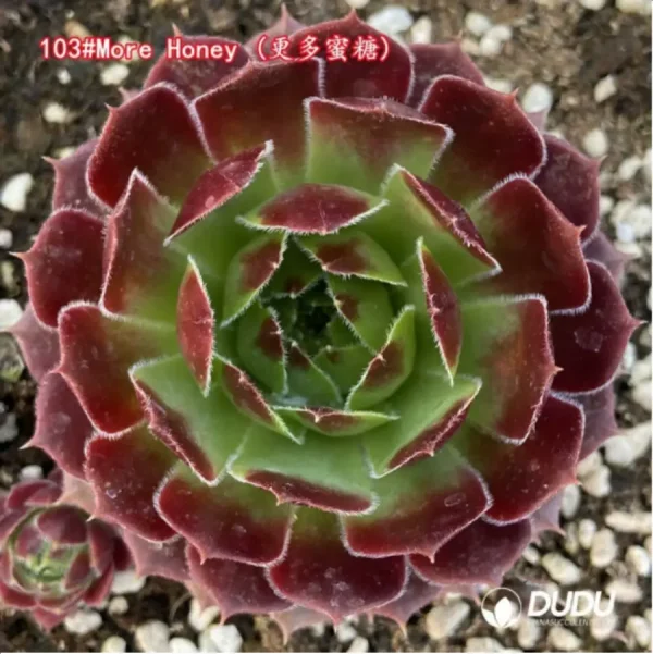 Sempervivum More Honey - Image 1