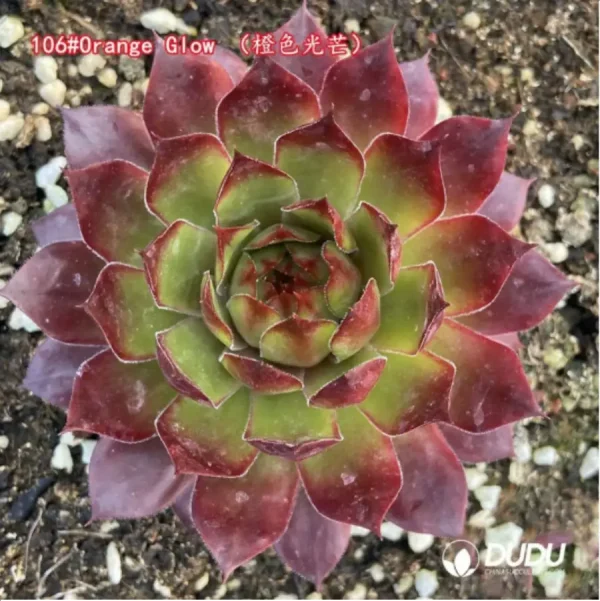 Sempervivum Orange Glow - Image 1