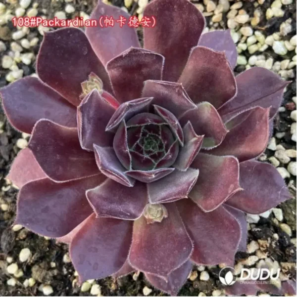 Sempervivum Packardian - Image 1