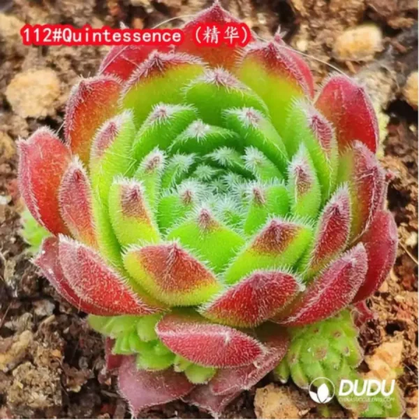 Sempervivum Quintessence - Image 1