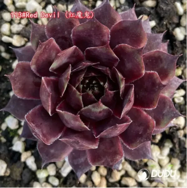 Sempervivum Red Devil - Image 1