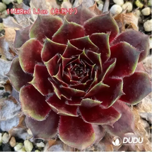 Sempervivum Red Lion - Image 1