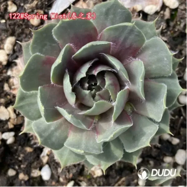 Sempervivum Spring Mist - Image 1