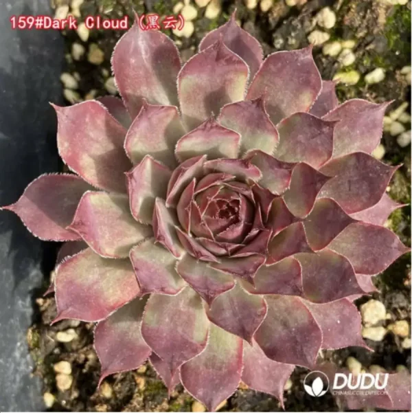 Sempervivum Dark Cloud - Image 1