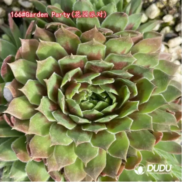 1756115300-1-1300.webp Sempervivum Garden Party - Image 1