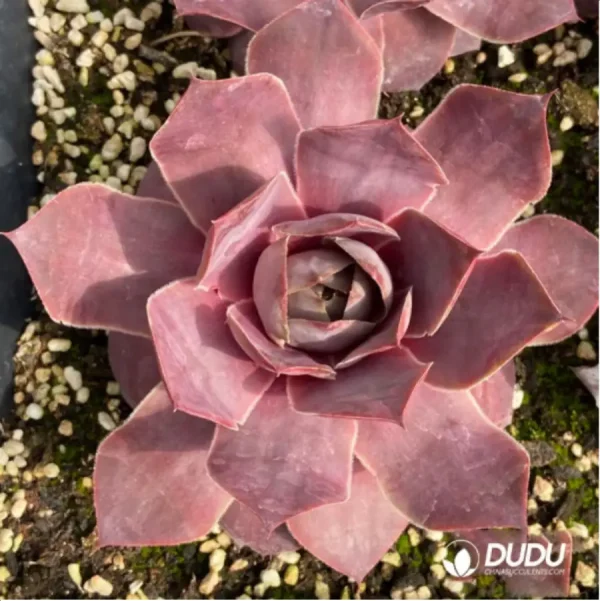 1756115303-1-1290.webp Sempervivum Landemine - Image 1