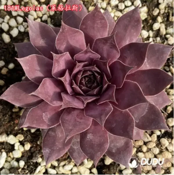 Sempervivum Legolas - Image 1