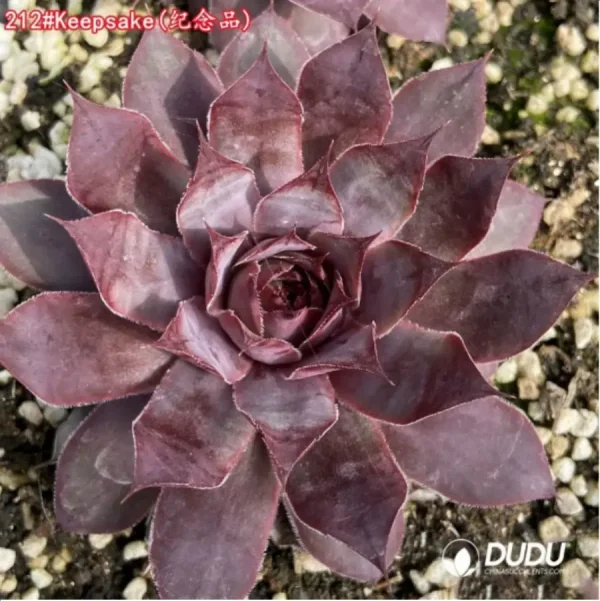 1756115305-1-1265.webp Sempervivum Keepsake - Image 1