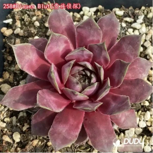 Sempervivum Blaues Blut - Image 1