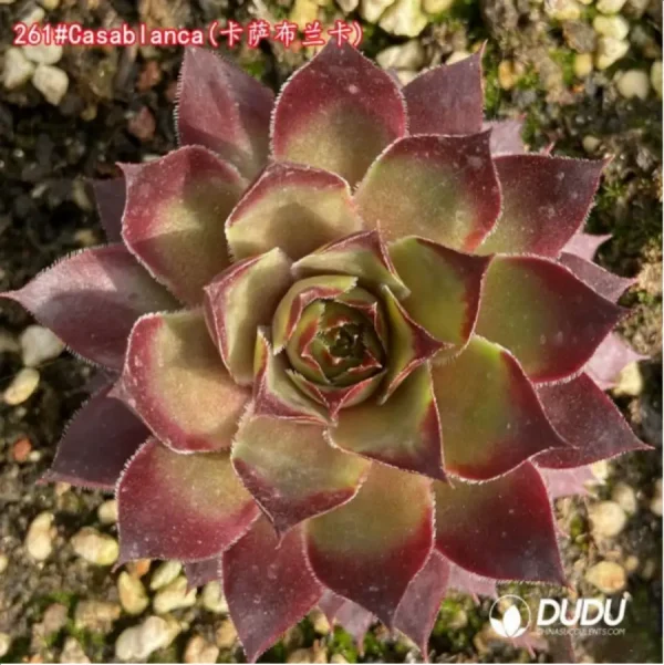 1756115308-1-1252.webp Sempervivum Casablanca - Image 1