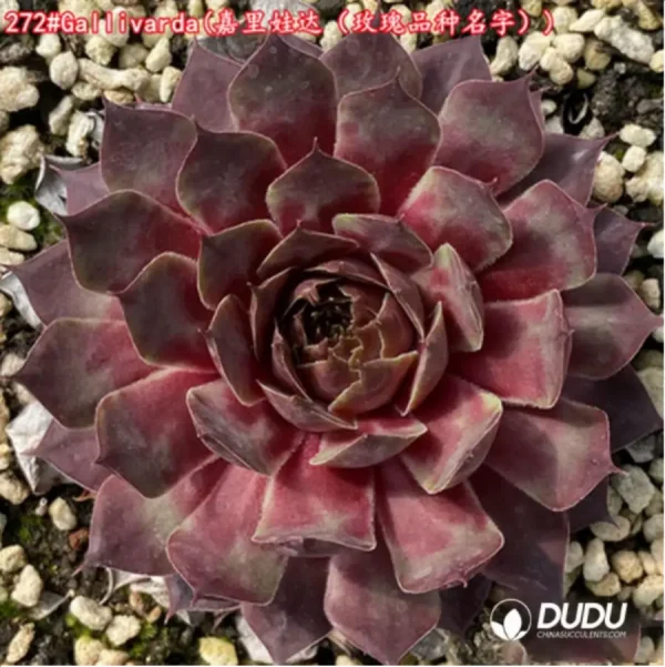 1756115309-1-1246.webp Sempervivum Gallivarda - Image 1