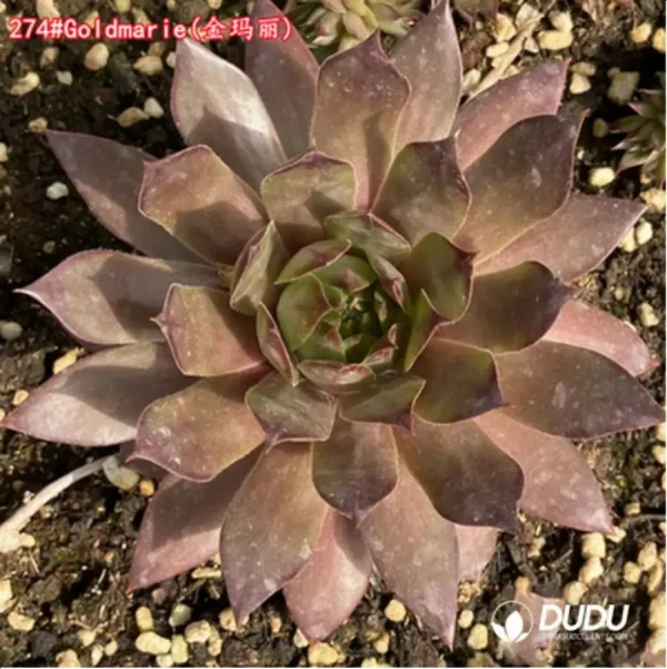 1756115310-1-1242.webp Sempervivum Goldmarie - Image 1