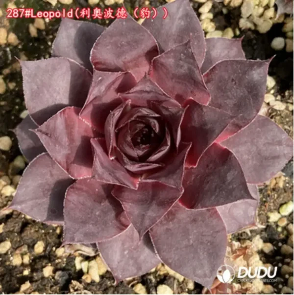 Sempervivum Leopold - Image 1