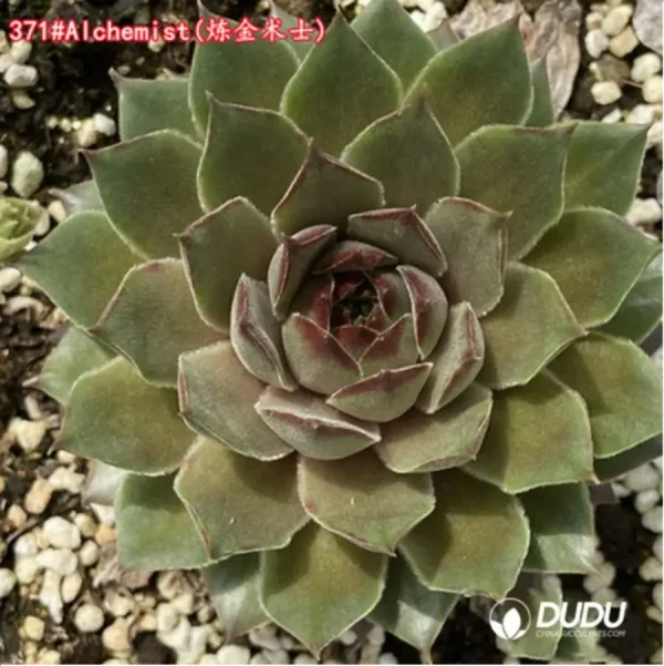 Sempervivum Alchemist - Image 1