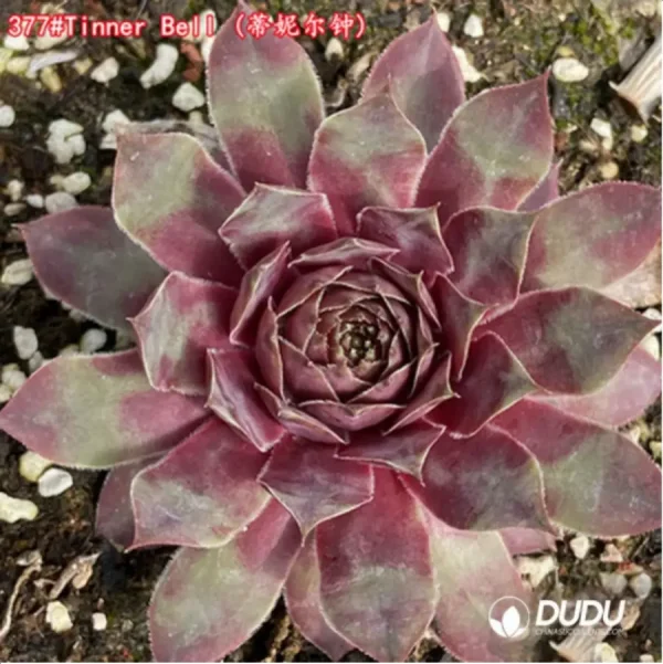 Sempervivum Tinner Bell - Image 1