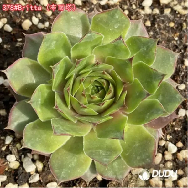 Sempervivum Britta - Image 1