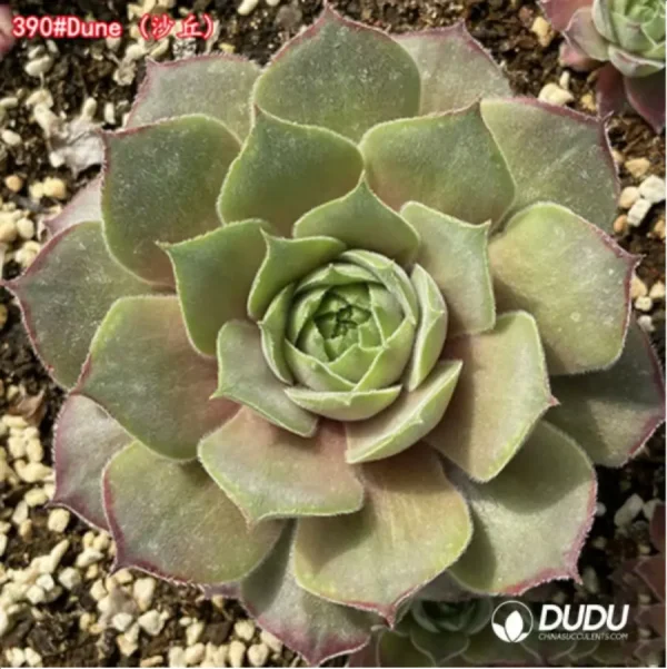 Sempervivum Dune - Image 1