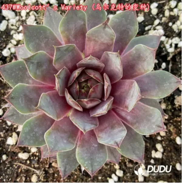 Sempervivum Woolcotts Variety - Image 1