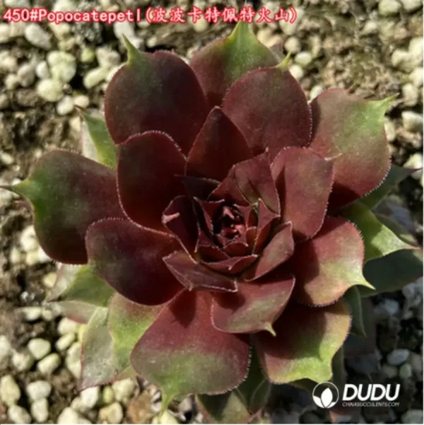 1756115320-1-1472.webp Sempervivum Popocatepetl - Image 1