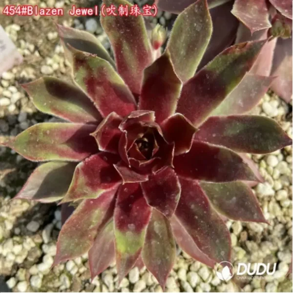 1756115321-1-1437.webp Sempervivum Blazen Jewel - Image 1