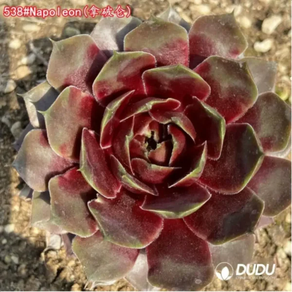 Sempervivum Napoleon - Image 1