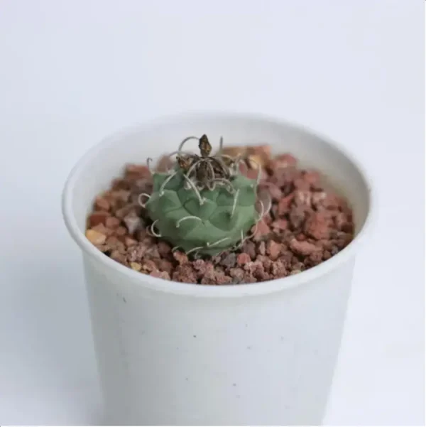 1756115323-1-2392.webp Cactus-Turbinicarpus klinkerianus - Image 1