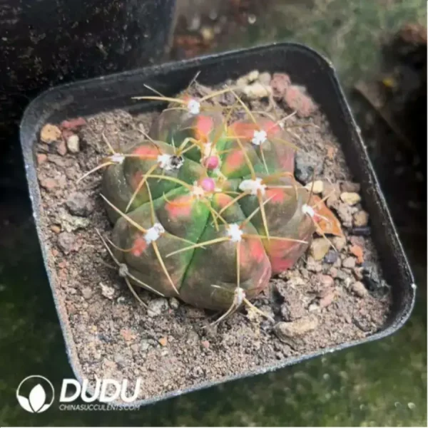 1756115324-1-2395.webp Cactus-Gymnocalcium Paraguayense variegated - Image 1