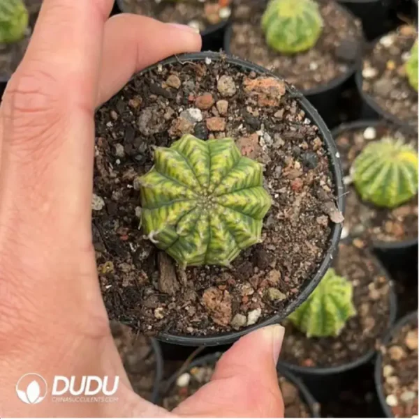 Euphorbiaceae-Euphorbia- Obesa variegated(Offsets/Pups ) - Image 1