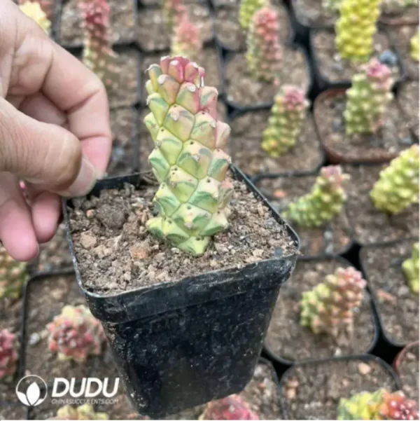 Euphorbiaceae-Monadenium ritchiei variegated - Image 1