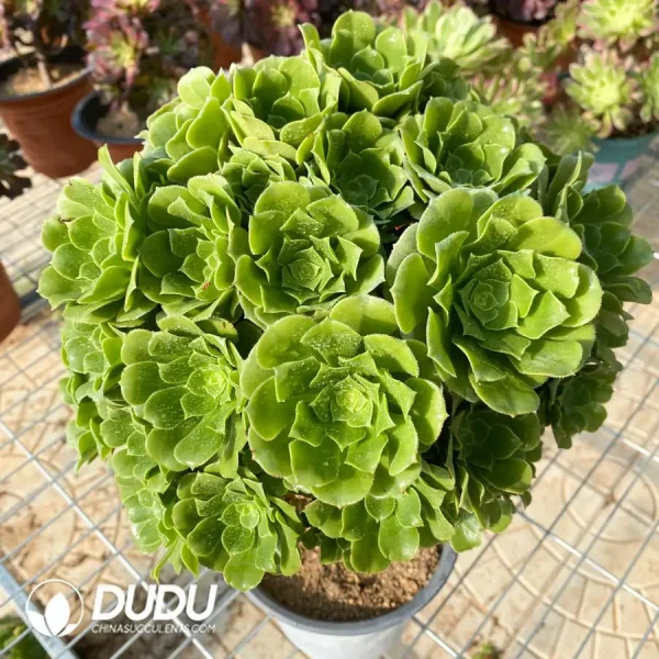 Aeonium Green Cashmere Clustering - Image 2