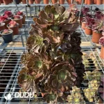 Aeonium Hybrid Hualian Clustering