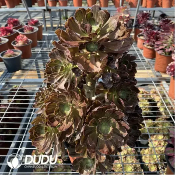 1756115330-1-2394.webp Aeonium Hybrid Hualian Clustering - Image 1